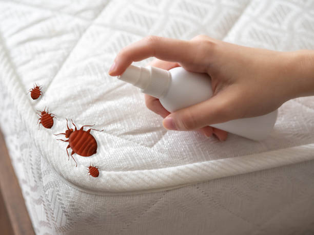 Best Insect Control  in Creve Coeur, IL